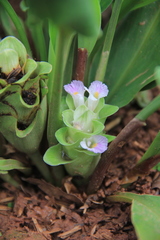 Curcuma bella