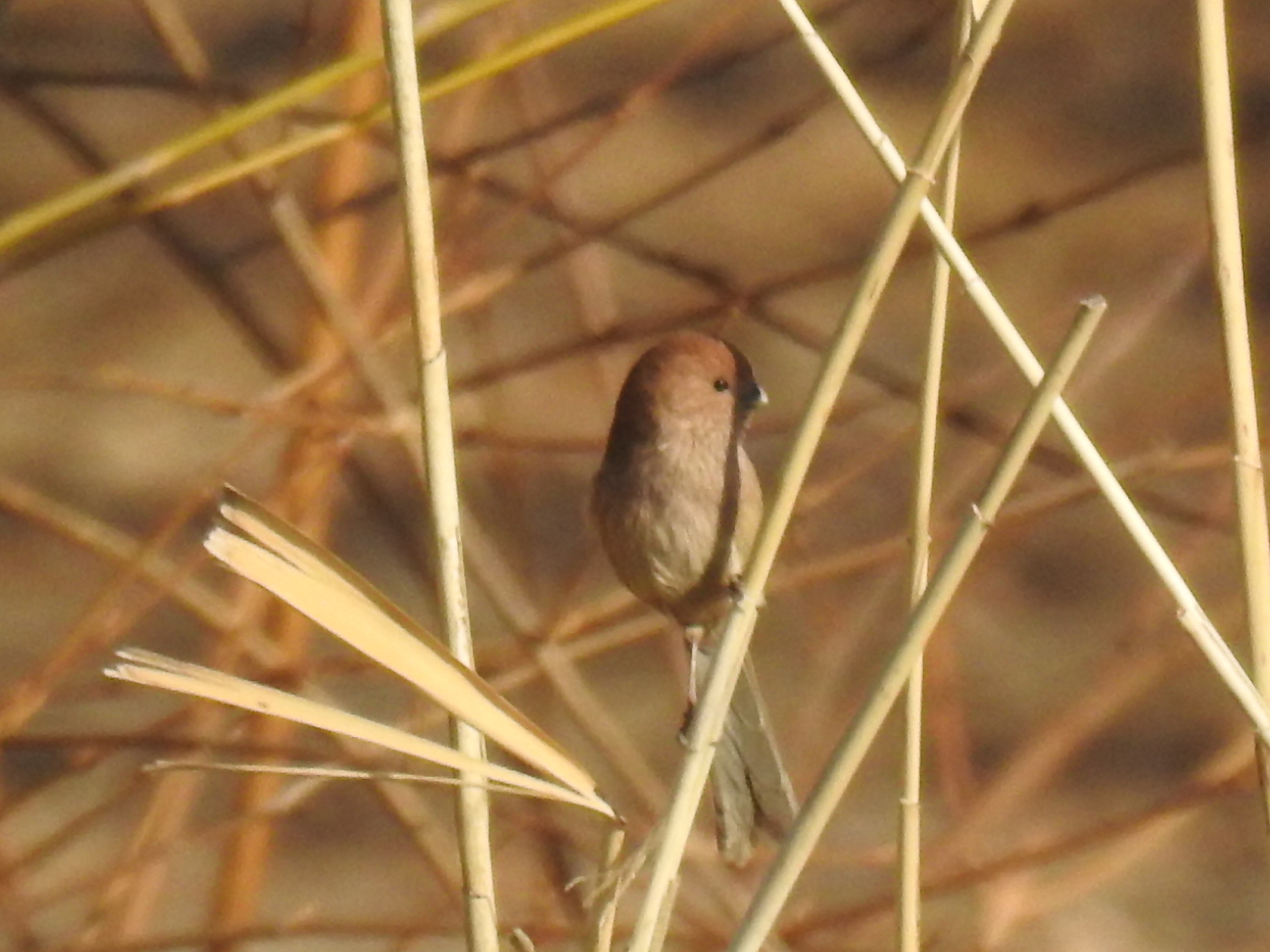 Vinous-throated Parrotbill