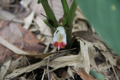 Boesenbergia