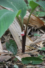 Boesenbergia