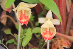 Boesenbergia longiflora
