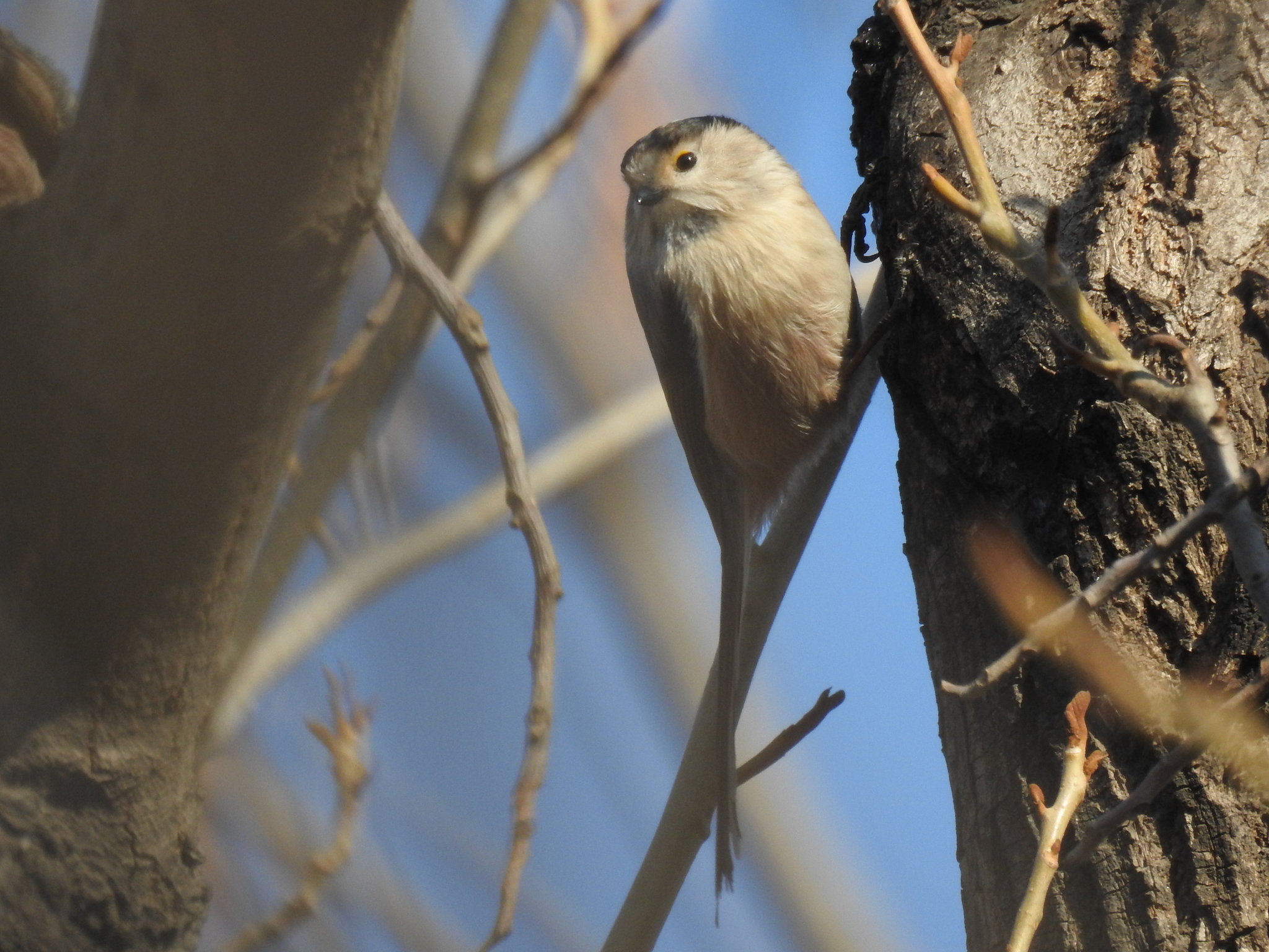 Silver-throated Bushtit