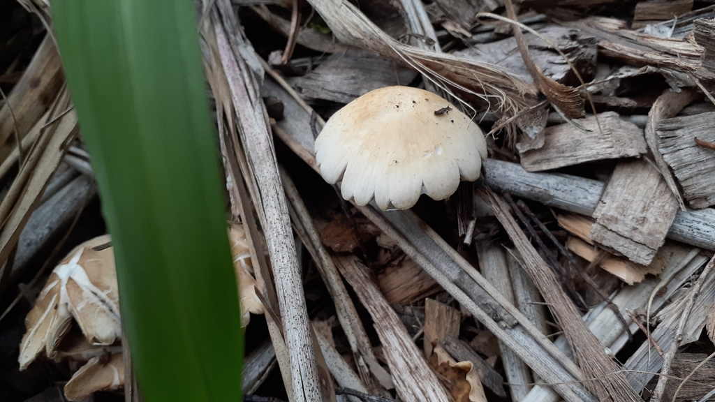 Candolleomyces candolleanus · November 2025 · photo: © aardvark04 (iNaturalist, cc0)