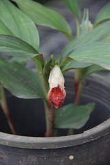 Boesenbergia parvula