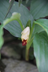 Boesenbergia parvula