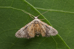 Araeopteron rufescens