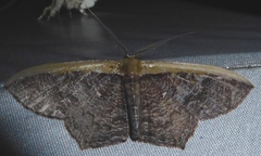 Zythos strigata