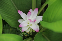 Curcuma amada