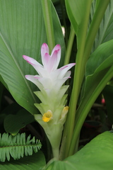 Curcuma amada