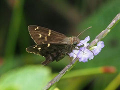 Thorybes dorantes galapagensis