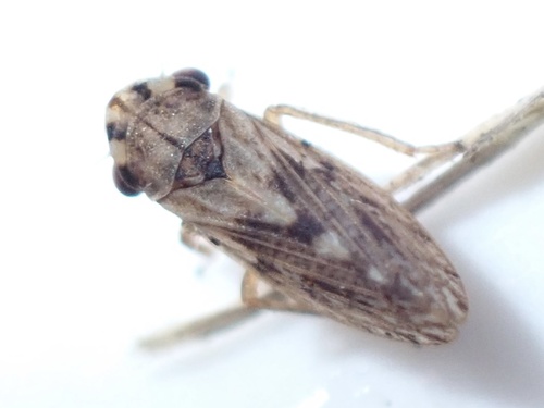 Megophthalmus scabripennis