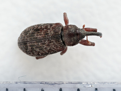 Dorytomus nordenskioldi