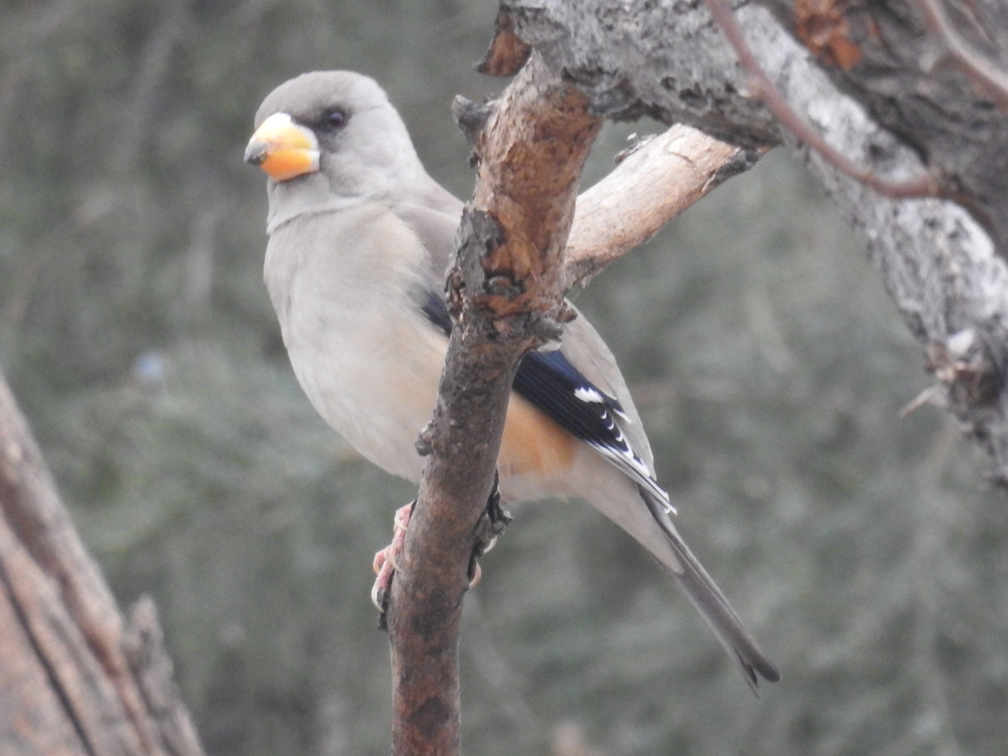 Chinese Grosbeak