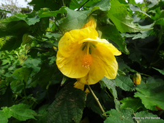 Abutilon × hybridum