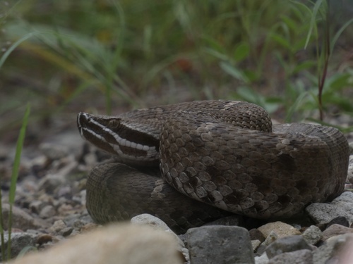Ridge-nosed Rattlesnake