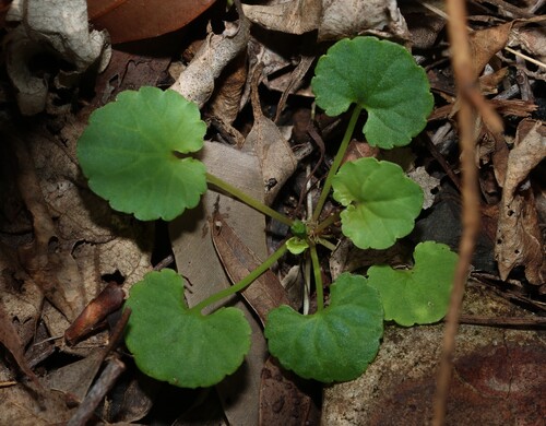 ivy-leaf violet (Viola perreniformis)