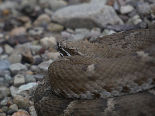 Ridge-nosed Rattlesnake