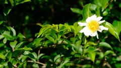 Oncoba spinosa
