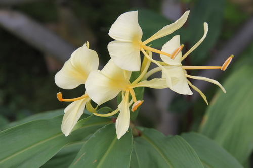 Yellow ginger (Hedychium flavum)