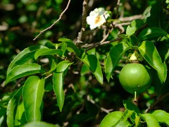 Oncoba spinosa