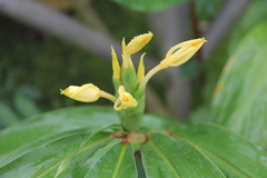 Hedychium flavum