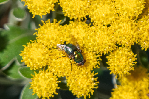 Unknown species found near Great River, NY, USA