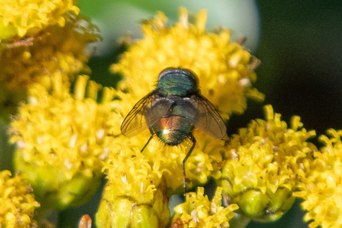 Unknown species found near Great River, NY, USA