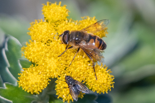 Unknown species found near Great River, NY, USA