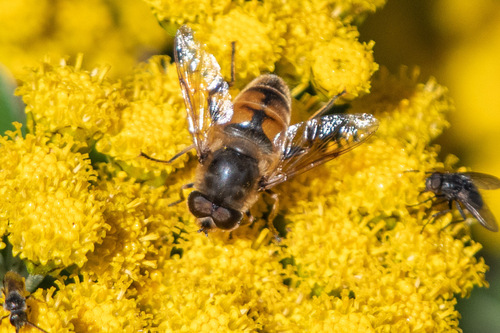 Unknown species found near Great River, NY, USA