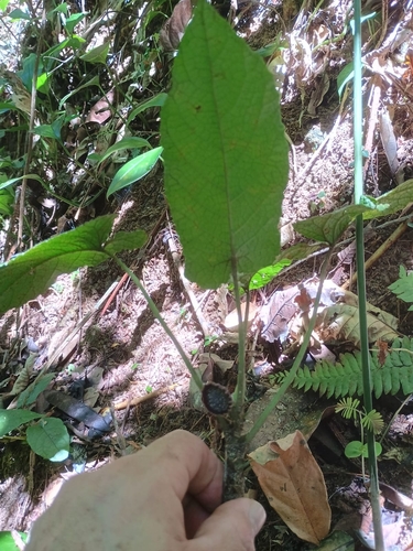 Dorstenia grazielae