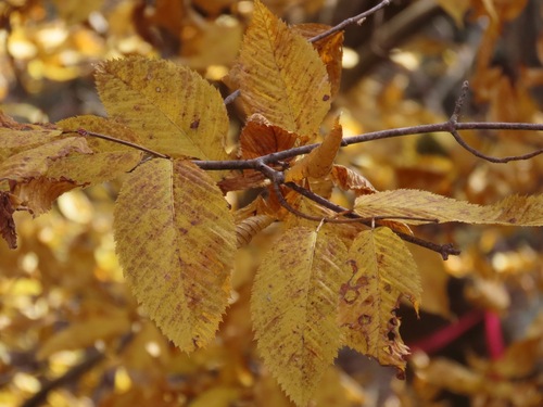 Hornbeam Maple (Acer carpinifolium)