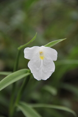 Boesenbergia alba