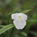 Boesenbergia alba - Photo (c) Moss Natthaphong, algunos derechos reservados (CC BY-NC), subido por Moss Natthaphong