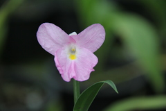 Boesenbergia thailandica
