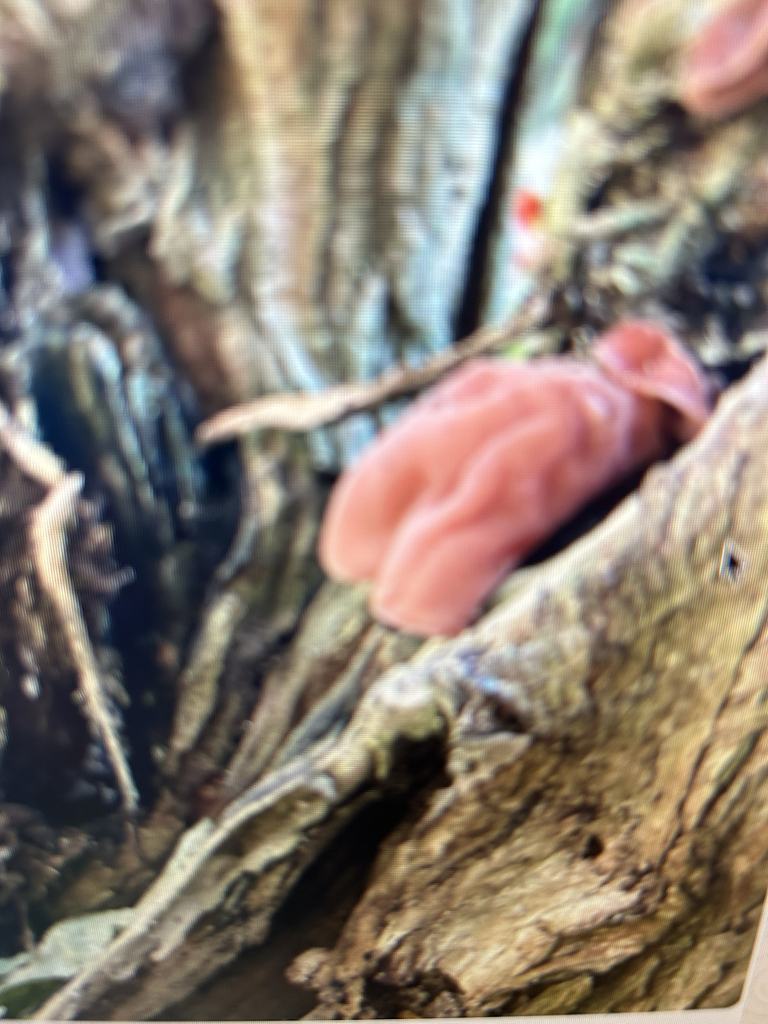 Auricularia auricula-judae · November 2025 · photo: © stonehenge_andy (iNaturalist, cc0)