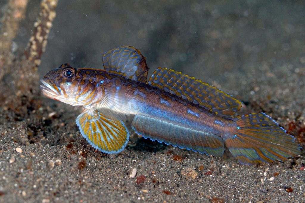 Blackspot Mudgoby