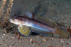 Blackspot Mudgoby photo 1