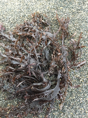 Sarcothalia marginifera