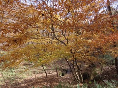 Acer carpinifolium, photograph (c) Marco Mussita, some rights reserved (CC BY)