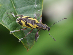 Galapaganus howdenae