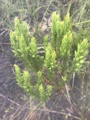 Erica plukenetii