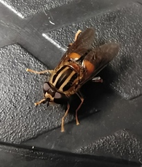 Helophilus antipodus