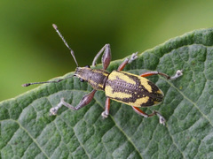 Galapaganus howdenae