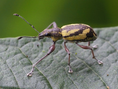 Galapaganus howdenae