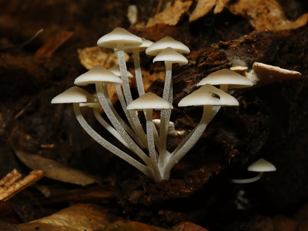 Favolaschia manipularis · November 2025 · photo: © squiresk (iNaturalist, cc-by)