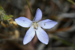 Wahlenbergia akaroa