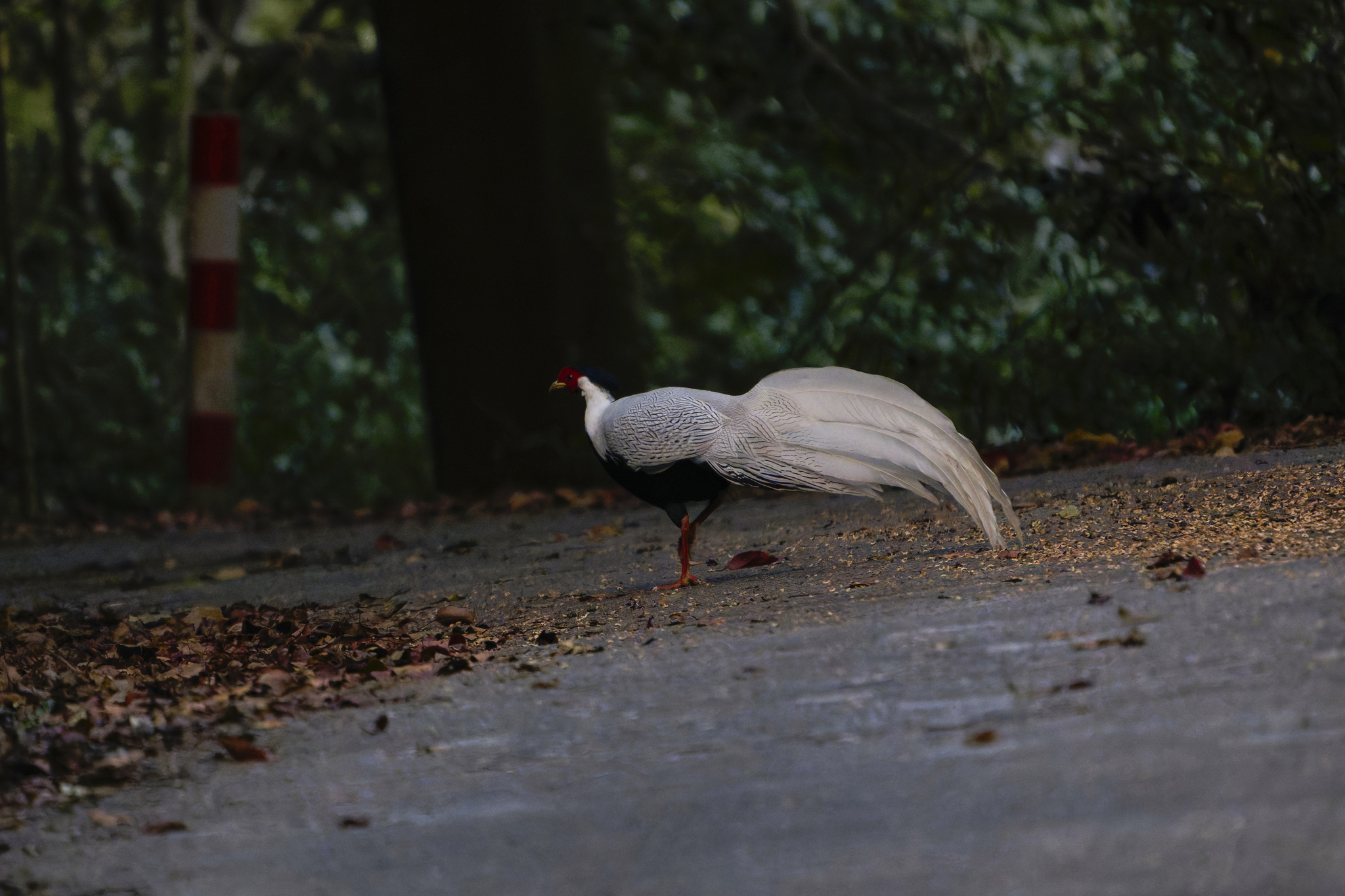 Silver Pheasant