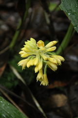 Calanthe clavata
