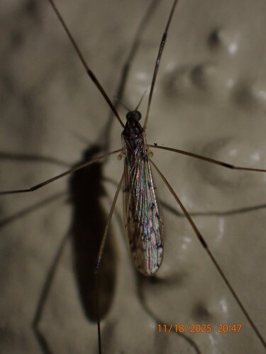 Unknown species found near Dunedin, FL, USA