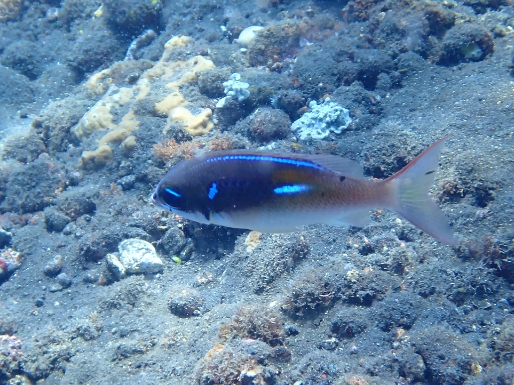 oblique-barred monocle bream